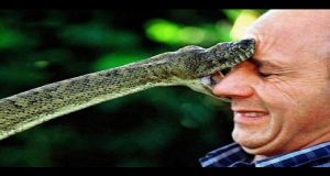 Top-10-Survival-Myths-Debunked-For-Your-Adventurers-Top-10-Awesome-Video